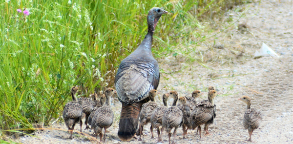 Wild Turkey August Production Project